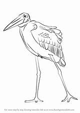 Stork Marabou Drawing Draw Step Animals Tutorials Birds sketch template