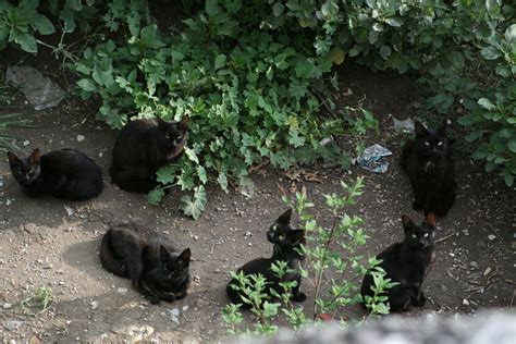 lots  black feral cats