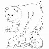 Cubs Animal Ours Cuccioli Mamma Bruns Orso Stampare Tierbabys Creatures Grizzly Cub Designlooter Ausmalbild Malvorlagen sketch template
