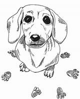 Coloring Dog Pages Dachshund Printable Wiener Color Drawing Adult Weiner Colouring Sausage Dogs Sheets Draw Book Puppy Adults Drawings Doxie sketch template