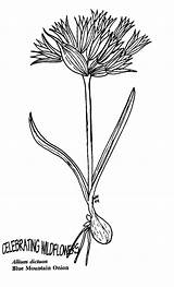 Allium Designlooter sketch template