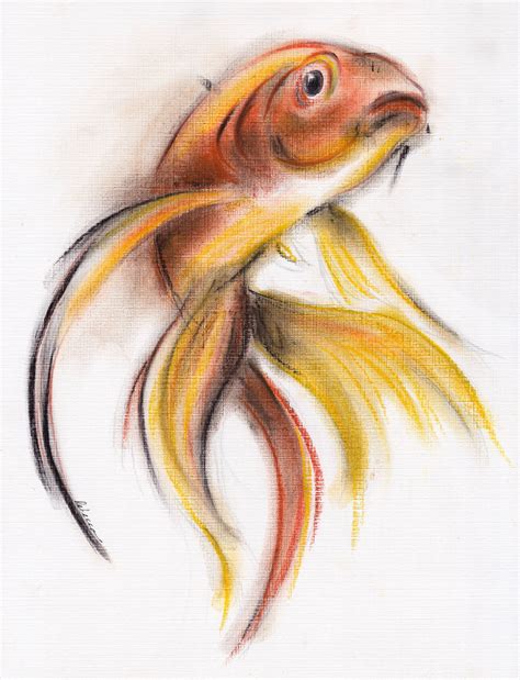 fisch realistisch zeichnen fischlexikon