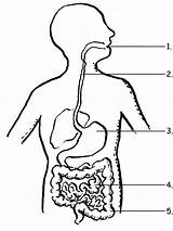 Digestive System sketch template