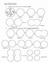 Worksheet Cell Cycle Meiosis Drawing Mitosis Stages Biology Diagram Worksheets Answers Phases Coloring Template Bing Visit School High Getdrawings Paintingvalley sketch template