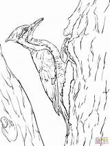 Woodpecker Coloring Pileated Woodpeckers Sketch Supercoloring sketch template