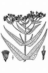 Eupatorium Perfoliatum Boneset Usda 1913 Britton Nrcs Flora Database Northern sketch template