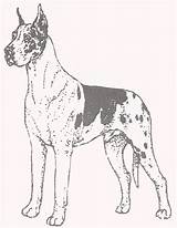 Dane Great Coloring Pages Puppy Greatdane Template 2f sketch template