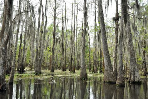 dusty track postcard   swamp