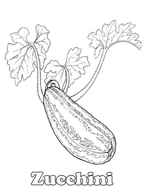 zucchini coloring page coloring home