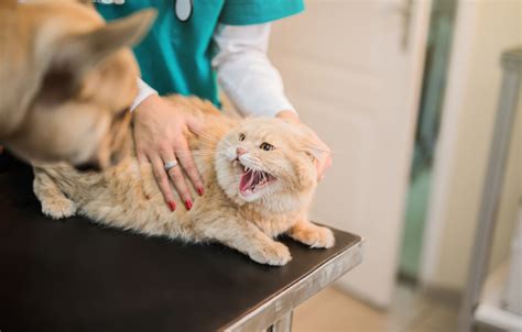 cat hissing    cat     heart paw