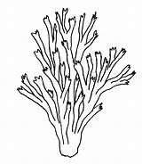 Seaweed K5worksheets Coral Kelp sketch template