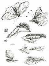 Mariposa Metamorphosis Insect Merian Naturalist Ortus Sibylla Dibujos sketch template
