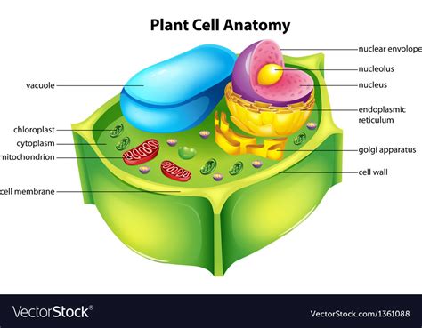 plant cell anatomy royalty  vector image vectorstock