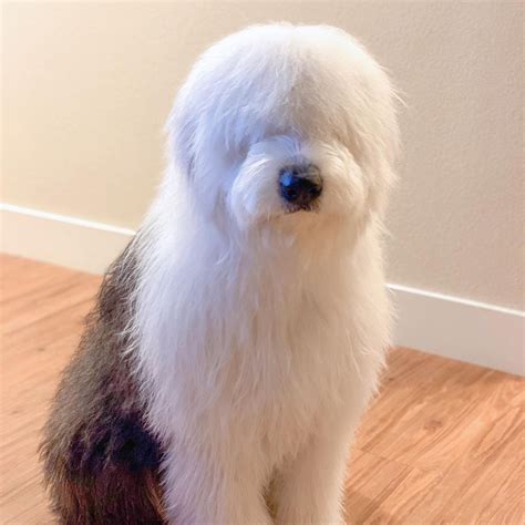 curly facts   english sheepdogs  dogman