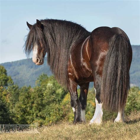 shire draft horse stallion  long mane   pretty horses beautiful horses animals