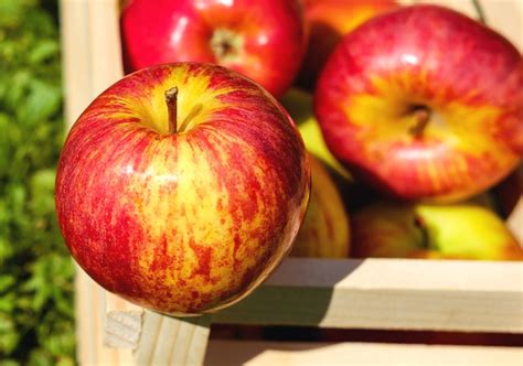 apple benefits  eating  fruit  cooked  raw  healthy