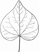 Leaf Leaves Heart Clipart Shaped Cercis Bud Red Drawing Outline Line Shape Drawings Genus Etc Simple Coloring Flower Pages Tree sketch template