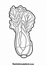 Coloring Lettuce Leaf Drawing Turnip Getdrawings Getcolorings Paintingvalley sketch template