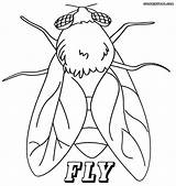 Fly Coloring Pages Color Printable Sheet Insect Small Getcolorings Print Book sketch template