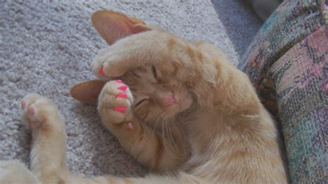 alternatives  declawing    feline manicure ctv vancouver news