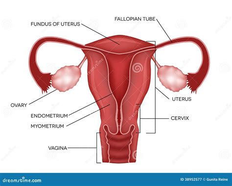 apparato genitale femminile illustrazione vettoriale immagine