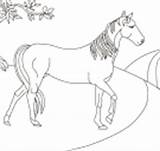 Coloring Horse Pages Nicole Color sketch template