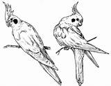 Drawing Cockatiel Drawings Tattoo Animal Sketches Choose Board Two sketch template