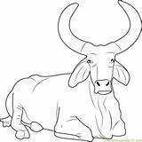 Bulls Getdrawings Ferdinand Zebu Brahman Bucking Coloringpages101 sketch template