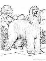 Coloring Pages Dog Realistic Hound Afghan Dogs Print Book Cat Adult Popular Breeds sketch template