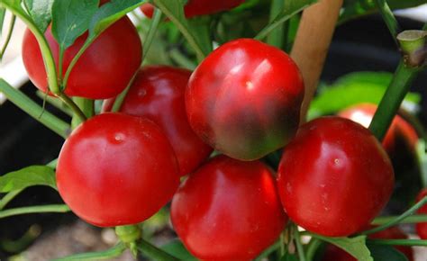 Shop Sweet Pepper Red Cherry Sweet And Other Seeds At Harvesting History