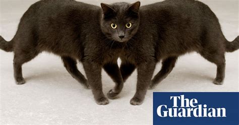 Did You Solve It Are You Smarter Than A Cat Mathematics The Guardian