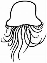 Jellyfish Clipart Jelly Outline Fish Baby Wikiclipart Clip Template Coloring Wecoloringpage Cliparting Cliparts Pages Clipartmag Templates Clipground sketch template