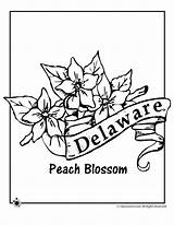 State Flower Coloring Delaware Pages Woojr Kids Flag Activities Flowers Printables Woo Jr Classroomjr sketch template