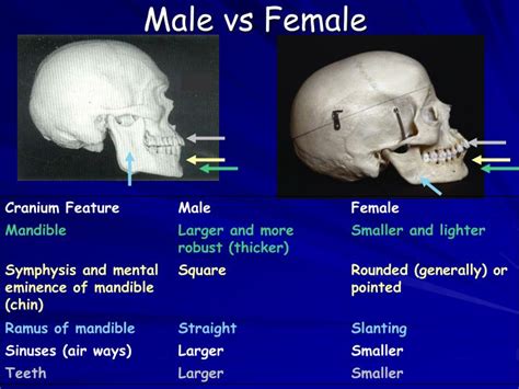 Ppt Online Lecture Features Of Male And Female Skulls