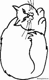 Kleurplaten Kleurplaat Poezen Katten Katzen Mewarnai Kucing Dieren Malvorlagen Animasi Katze Bergerak Colorir Muschi Picgifs Gatto Animierte Malvorlage Gatos Malvorlagen1001 sketch template