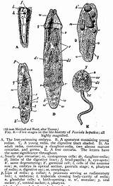 Trematode Life Stages Cycle Fasciola Hepatica Redia Cercaria Sporocyst Wikipedia Flatworm sketch template