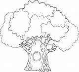 Tree Coloring Oak Pages Colouring Family Printable Drawing Trunk Big Banyan Simple Outline Color Life Clipart Trees History Leaves Without sketch template