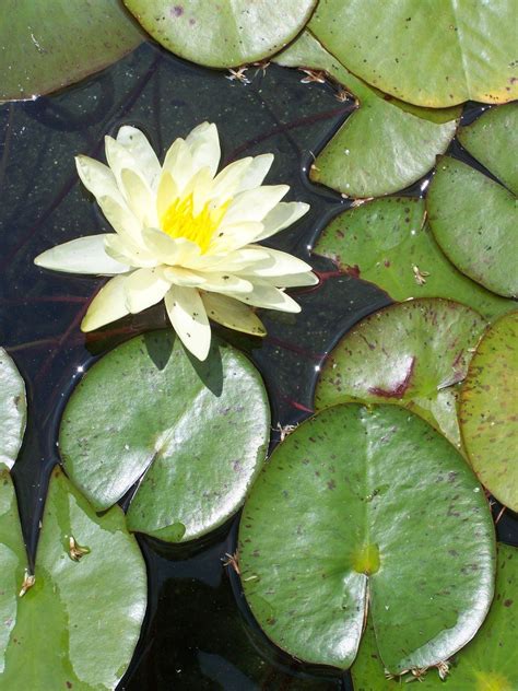 lily pad   photo  freeimages