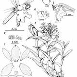 Epidendrum Habit Dissected Karremans Ames Perianth Circinatum sketch template