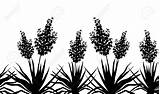 Yucca Plant Vector Izote Clipart Silhouette Horizontal Flowers Seamless Clip Stock Flower Background Plants Illustrations Illustration Outline Clipground Preview Isolated sketch template
