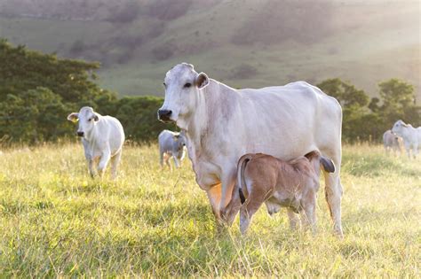 brahman cattle brahman cattle reveal  genetic secrets beef central find  perfect