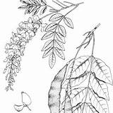 Wisteria Vine Botanical Sketches Flowers sketch template