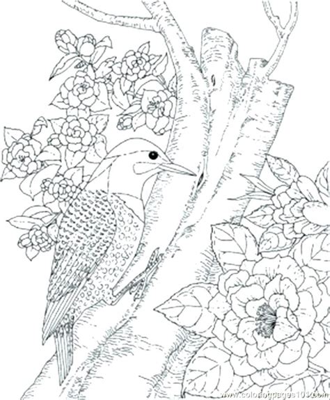 birds  flowers drawing  getdrawings