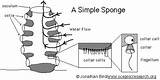 Sponges Sponge Diagram Porifera Sea Simple Functions Food Spicules Types sketch template