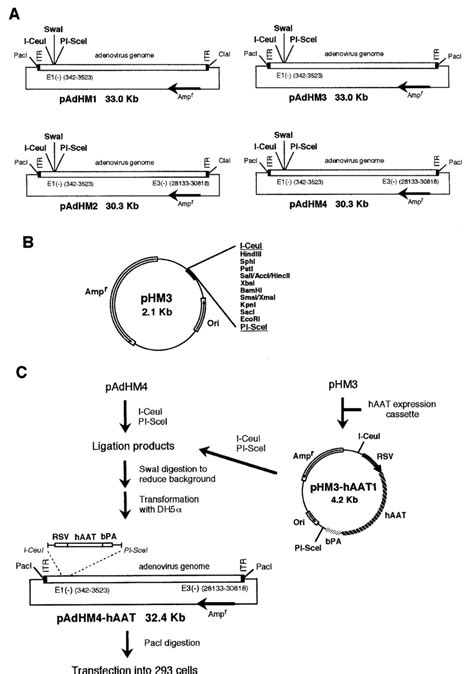 construction  recombinant adenovirus vectors   simple  vitro  scientific diagram