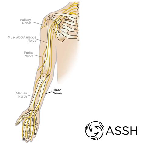 radial nerve anatomy radial nerve palsy  radial nerve injury