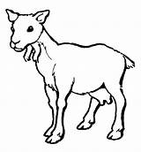 Cabra Capra Colorir Koza Cabras Bode Ziege Desenhos Colorat Kolorowanki Fofo Goats Dibujo Kolorowanka Druku Hembra Planse Desene Dzieci Graciosas sketch template