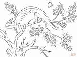 Colorare Camaleonte Chameleon Kameleon sketch template