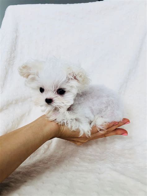 buy micro tiny teacup maltipoo puppy los angeles ca iheartteacups
