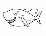 Shark Coloring Toothy Colorear Coloringcrew sketch template